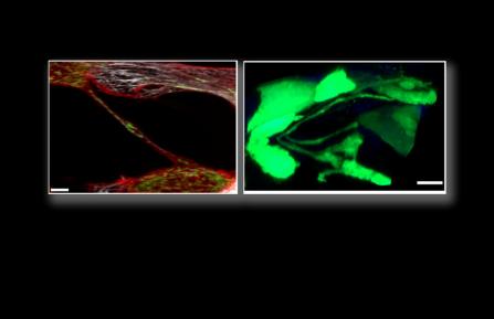Images of isolated pancreatic cells.