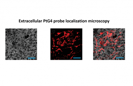 Image of the Extracelluar PtG4