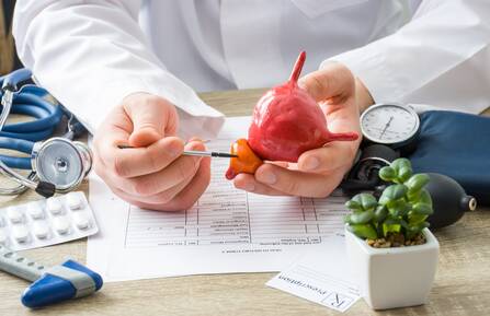 prostate gland model