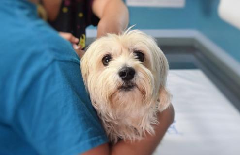 Canine veterinary patient