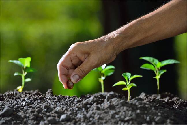 Closeup view of a hand planting a seed in soil next to several small seedlings